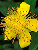 HYPERICUM CALYCINUM (ROSE OF SHARON)