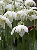 GALANTHUS NIVALIS FLORE PLENO (DOUBLE SNOWDROP)