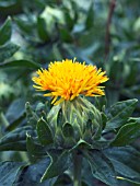 CARTHAMUS TINCTORIUS,  (SAFFLOWER)