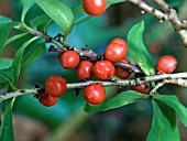 DAPHNE MEZEREUM,  (MEZEREON)