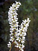 FRANCOA SONCHIFOLIA,  (WEDDING FLOWER)