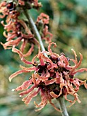 HAMAMELIS INTERMEDIA DIANE (WITCH HAZEL)