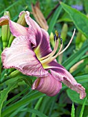 HEMEROCALLIS CHICAGO HEIRLOOM,  (DAYLILY)