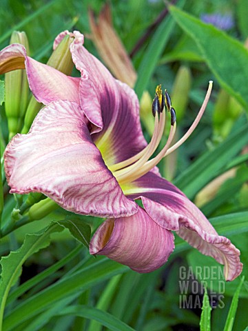 HEMEROCALLIS_CHICAGO_HEIRLOOM__DAYLILY