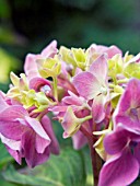 HYDRANGEA HORTENSIS,  (AGM)