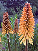 KNIPHOFIA TAWNY KING,  (RED HOT POKER)