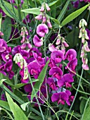 LATHYRUS LATIFOLIUS,  (EVERLASTING PEA),  (AGM)