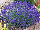 LAVANDULA ANGUSTIFOLIA HIDCOTE,  (LAVENDER),  (AGM)