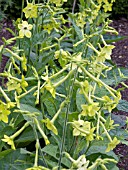 NICOTIANA LIME GREEN,  (TOBACCO PLANT),  (AGM)