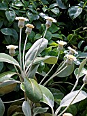 PACHYSTEGIA INSIGNIS,  (MARLBOROUGH ROCK DAISY)