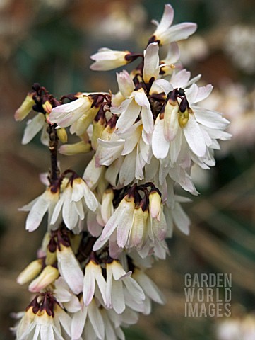 ABELIOPHYLLUM_DISTICHUM