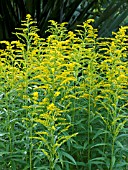 SOLIDAGO PRAECOX