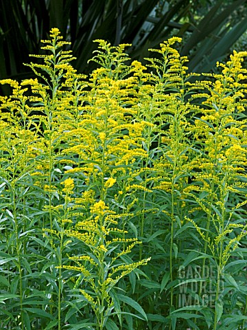 SOLIDAGO_PRAECOX