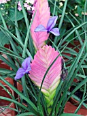 TILLANDSIA CYANEA,  (PINK QUILL),  (AGM)