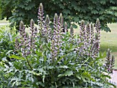 ACANTHUS SPINOSUS, BEARS BREECHES