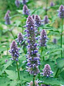 AGASTACHE FOENICULUM