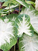 CALADIUM AARON