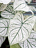 CALADIUM CANDIDUM