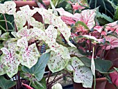 CALADIUM MISS MUFFET & PINK CLOUD