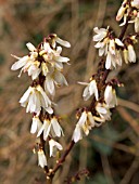 ABELIOPHYLLUM DISTICHUM