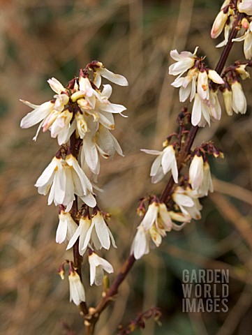 ABELIOPHYLLUM_DISTICHUM