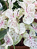 CALADIUM MISS MUFFET, TROPICAL POT PLANT