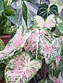 CALADIUM PINK CLOUD & ANTHURIUM CRYSTALLINUM