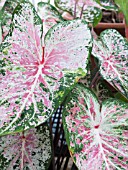 CALADIUM PINK CLOUD