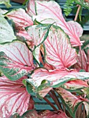 CALADIUM PINK GEM, TROPICAL POT PLANT