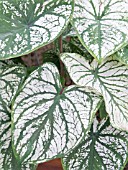 CALADIUM WHITE CHRISTMAS