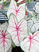 CALADIUM WHITE QUEEN