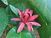 CALYCANTHUS FLORIDUS, CAROLINA ALLSPICE