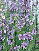 DELPHINIUM CONSOLIDA EARL GREY,