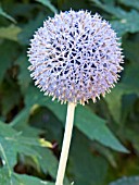 ECHINOPS RITRO