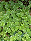 GUNNERA MAGALLANICA, GROUND COVER FOR DAMP AREAS