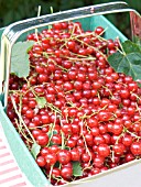 RED CURRANTS, PYO BASKET