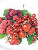 RED SUMMER FRUITS, STRAWBERRY, LOGANBERRY, RASPBERRY & RED CURRANT