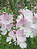 SIDALCEA MALIFLORA ELSIE HEUGH