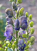 ACONITUM BRESSINGHAM SPIRE, HARDY PERENNIAL