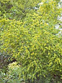 AZARA SERRATA, TENDER SMALL TREE