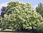 CATALPA BIGNONIOIDES, INDIAN BEAN,