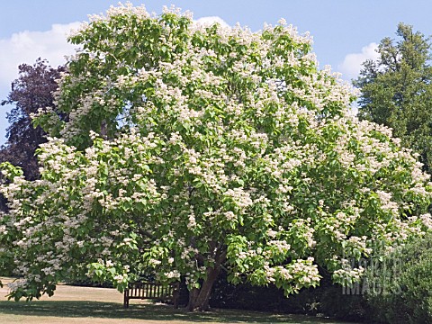 CATALPA_BIGNONIOIDES_INDIAN_BEAN