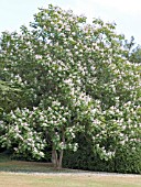 CATALPA X ERUBESCENS PURPUREA,