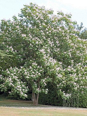 CATALPA_X_ERUBESCENS_PURPUREA