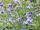 CLEMATIS INTEGRIFOLIA, HARDY PERENNIAL