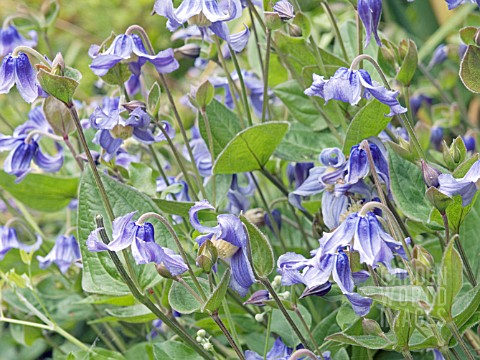 CLEMATIS_INTEGRIFOLIA_HARDY_PERENNIAL