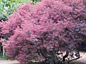 COTINUS COGGYGRIA FOLIIS PURPUREUS, PURPLE SMOKE BUSH