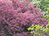 COTINUS COGGYGRIA FOLIIS PURPUREIS, PURPLE SMOKE BUSH