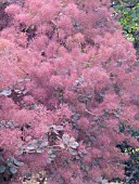 COTINUS COGGYGRIA FOLIIS PURPUREIS, PURPLE SMOKE BUSH