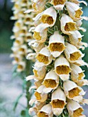 DIGITALIS FERRUGINEA, RUSTY FOXGLOVE